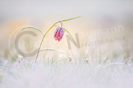 Schachblume (Fritillaria meleagris) mit Frost, Eis, Eiskristall
