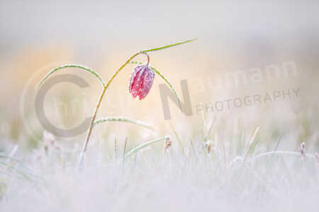 Schachblume, Gewoehnliche Schachblume, Kiebitzei, Schachbrettblume, Schachbrett-Blume (Fritillaria meleagris), Frost, Reif, Raureif Schachblume (Fritillaria meleagris) mit Frost, Eis, Eiskristall