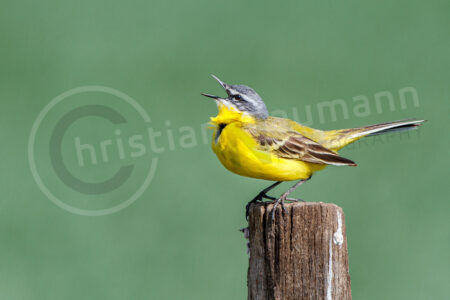 Schafstelze (Motacilla flava)
