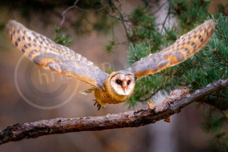Schleiereule (Tyto alba) Schleiereule (Tyto alba)