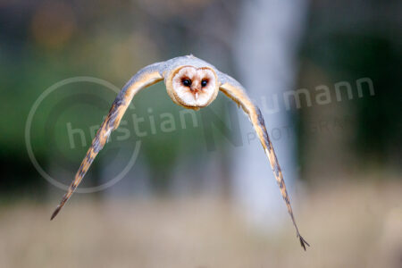 Schleiereule (Tyto alba)