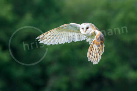 Schleiereule (Tyto alba) im Flug Schleiereule (Tyto alba)