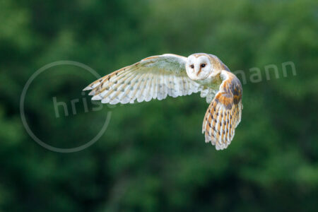Schleiereule (Tyto alba)