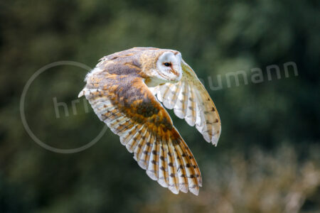 Schleiereule (Tyto alba)