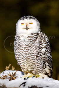 Schnee-Eule (Bubo scandiacus)