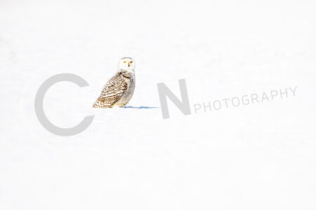 Schnee-Eule (Bubo scandiacus)