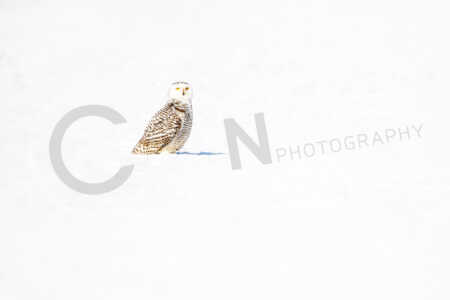Schnee-Eule (Bubo scandiacus), Schnee, Winter, Bayerischer Wald, Deutschland Schnee-Eule (Bubo scandiacus)