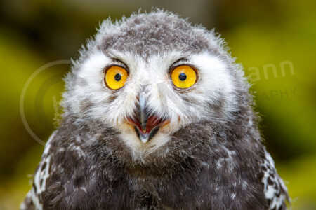 Portrait einer juvenilen Schnee-Eule (Bubo scandiacus) Schnee-Eule (Bubo scandiacus)