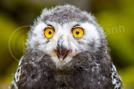 Schnee-Eule (Bubo scandiacus)