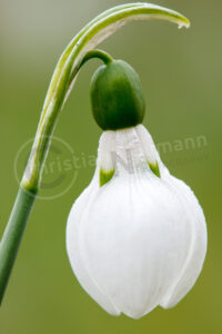 Schneeglöckchen (Galanthus)