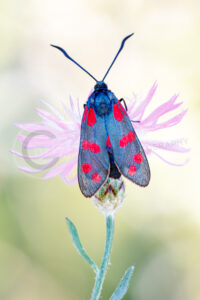 Sechsfleck-Widderchen (Zygaena filipendulae) Sechsfleck-Widderchen (Zygaena filipendulae)