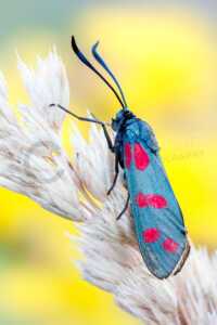 Sechsfleck-Widderchen (Zygaena filipendulae) Sechsfleck-Widderchen (Zygaena filipendulae)