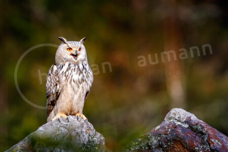 Sibirische Uhu (Bubo bubo sibiricus)