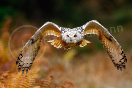 Sibirische Uhu (Bubo bubo sibiricus)