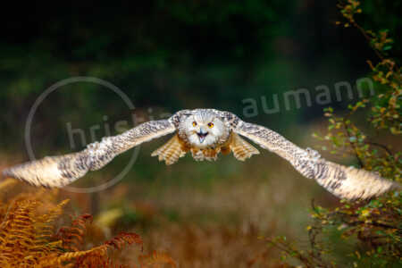 Sibirische Uhu (Bubo bubo sibiricus) Sibirische Uhu (Bubo bubo sibiricus)