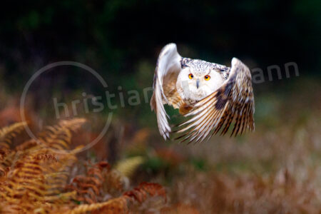 Sibirische Uhu (Bubo bubo sibiricus)