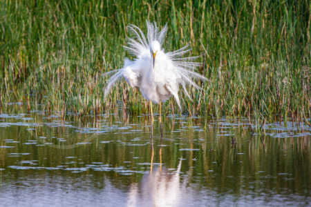 Silberreiher (Ardea alba) Silberreiher (Ardea alba)