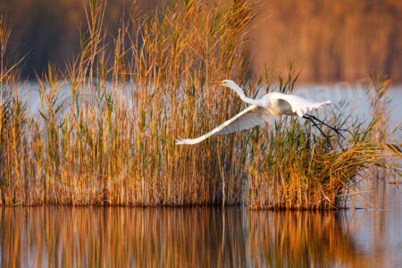 Silberreiher (Ardea alba)