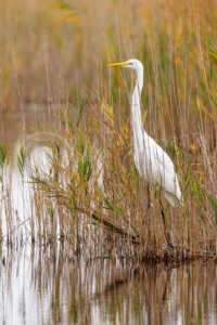 Silberreiher (Ardea alba) Silberreiher (Ardea alba)