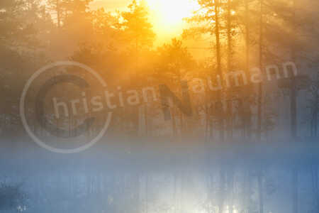 Hinter einem mit Nebel durchzogenen Wald geht vor einem See die Sonne auf. Die Sonnenstrahlen brechen durch den Dunst. Sonnenaufgang