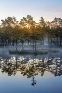 Bäume, Spiegelung, Wasser, Schweden Spiegelung von Bäumen im Wasser eines Sees