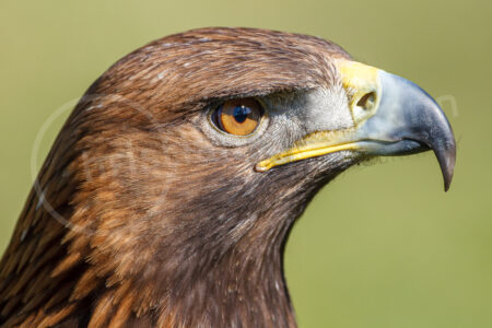 Steinadler (Aquila chrysaetos)