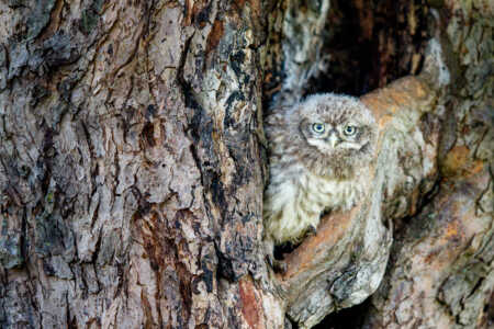 In einem altem Obstbaum sitzt ein junger Steinkauz (Athene noctua), der noch nicht die Bruthöhle verlassen hat. Er wird bald zum Ästling und beginnt auf den knorrigen Ästen herum zu klettern. Steinkauz (Athene noctua)
