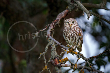 Steinkauz (Athene noctua)