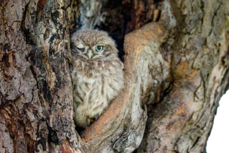 In einem altem Obstbaum sitzt ein junger Steinkauz (Athene noctua), der noch nicht die Bruthöhle verlassen hat. Er wird bald zum Ästling und beginnt auf den knorrigen Ästen herum zu klettern. Steinkauz (Athene noctua)
