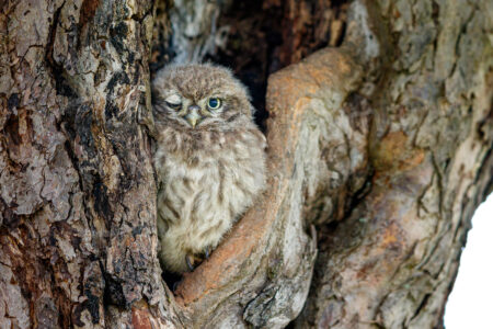 Steinkauz (Athene noctua)