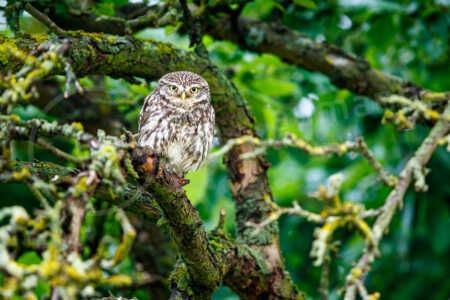 Ein ausgewachsener, erwachsener Steinkauz (Athene noctua) sitzt auf einem alten Obstbaum. Steinkauz (Athene noctua)