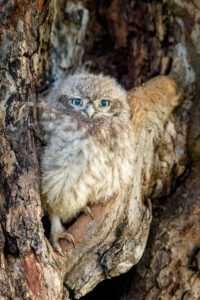 Steinkauz (Athene noctua)