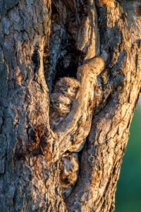 Steinkauz (Athene noctua)