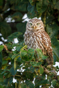 Steinkauz (Athene noctua)