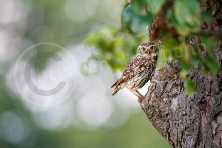 Steinkauz (Athene noctua)
