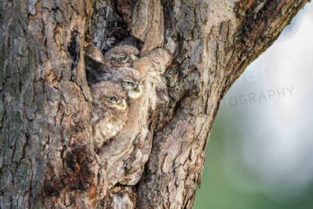 In einem Obstbaum sitzen drei junge Steinkaeuze in einer Nisthöhle. Steinkauz (Athene noctua)