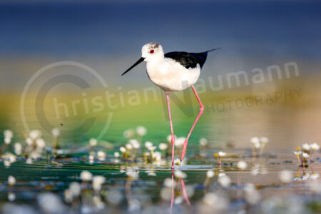 Stelzenläufer (Himantopus himantopus) auf einem See mit Gewöhnlichem Wasserhahnenfuß. Stelzenläufer (Himantopus himantopus)