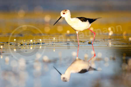 Stelzenläufer (Himantopus himantopus) auf einem See mit Gewöhnlichem Wasserhahnenfuß. Stelzenläufer (Himantopus himantopus)