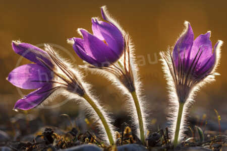 Sternküchenschelle (Pulsatilla patens) Sternküchenschelle (Pulsatilla patens)