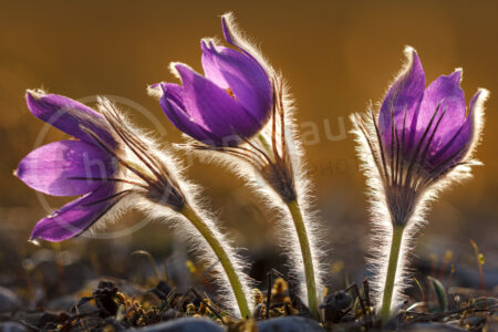 Sternküchenschelle (Pulsatilla patens)