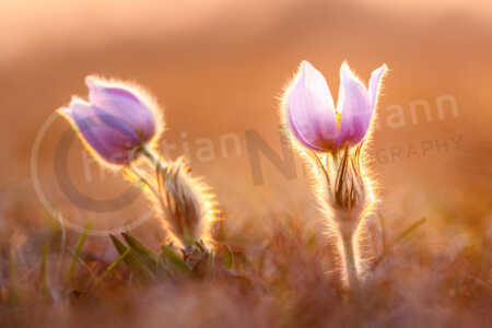 Auf einer Wiese stehen im Frühjahr Kuhschellen. Sternküchenschelle (Pulsatilla patens)