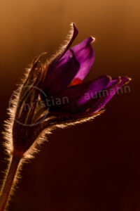 Sternküchenschelle (Pulsatilla patens) Sternküchenschelle (Pulsatilla patens)