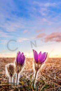Auf einer Wiese stehen im Frühling zwei aufgeblühte Küchenschellen und eine geschlossene, kleiner Küchenschelle. Der Himmel ist mit Wolken durchsetzt. Sternküchenschelle (Pulsatilla patens)