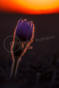 Sternküchenschelle (Pulsatilla patens)