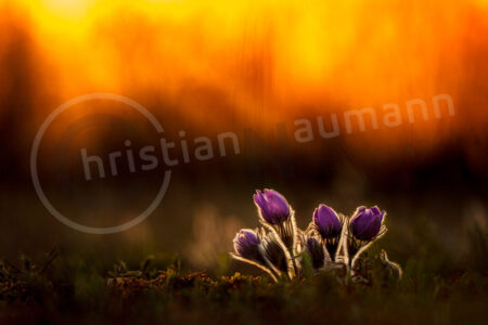 Sternküchenschelle (Pulsatilla patens)
