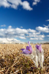 Sternküchenschelle (Pulsatilla patens)