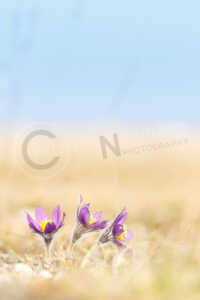 Sternküchenschelle (Pulsatilla patens) Sternküchenschelle (Pulsatilla patens)