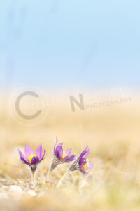 Sternküchenschelle (Pulsatilla patens)