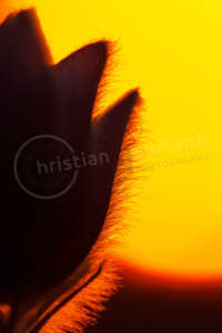 Sternküchenschelle (Pulsatilla patens) Sternküchenschelle (Pulsatilla patens)