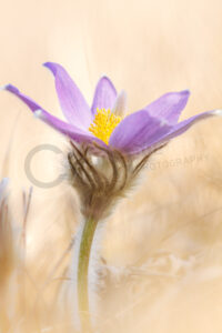 Sternküchenschelle (Pulsatilla patens) Sternküchenschelle (Pulsatilla patens)